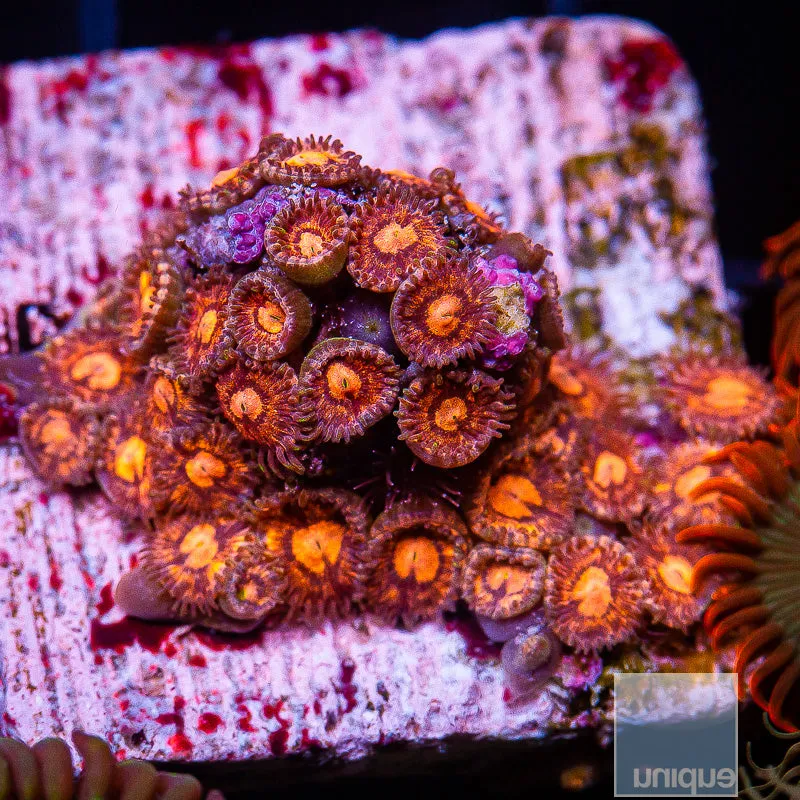 Zoanthus sp. Ultra Micro Zoanthid- WYSIWYG Frag