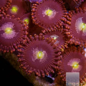 Zoanthus sp. Unique Corals Monarch Zoanthid- Stock Frag Zoa/Paly